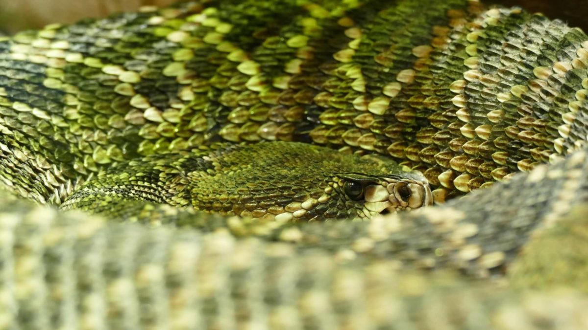 Close-up of a green and yellow scaled snake, curled up with its body surrounding its head, distinguished only by its nose and one visible eye—allegory for the inability to see the ignorance in which one lives and the dangers therein.