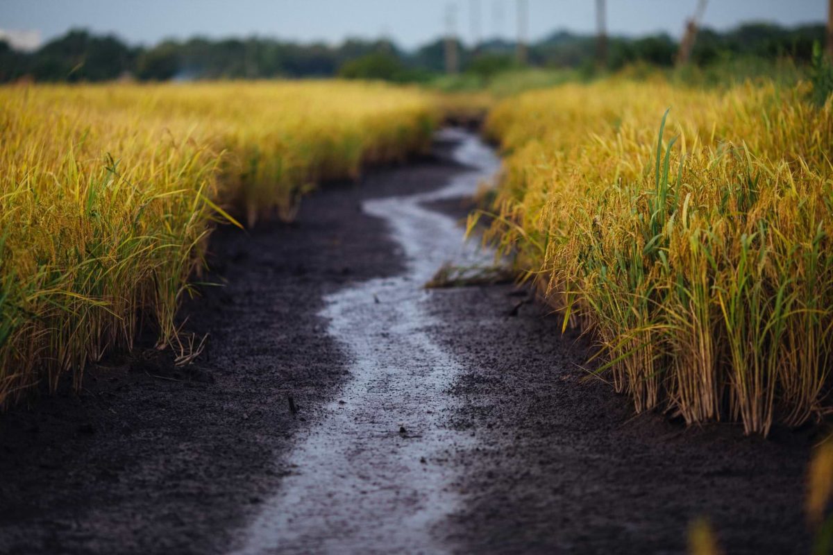 Wet dirt path running through yellow rice field in Vietnam—allegory for an authentic, true journey through life, and the genuine mystical experiences therein.